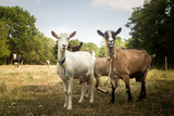 Three goats standing on the pasture, and looking in front on the farm