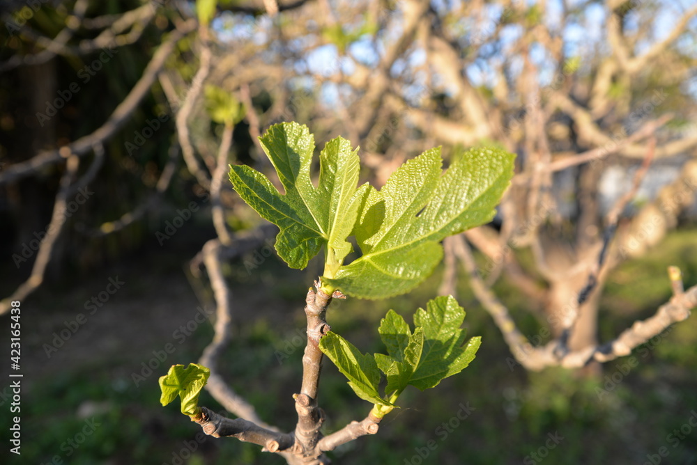 Erste Triebe an einem spanischen Feigenbaum Erste Triebe an einem spanischen Feigenbaum
