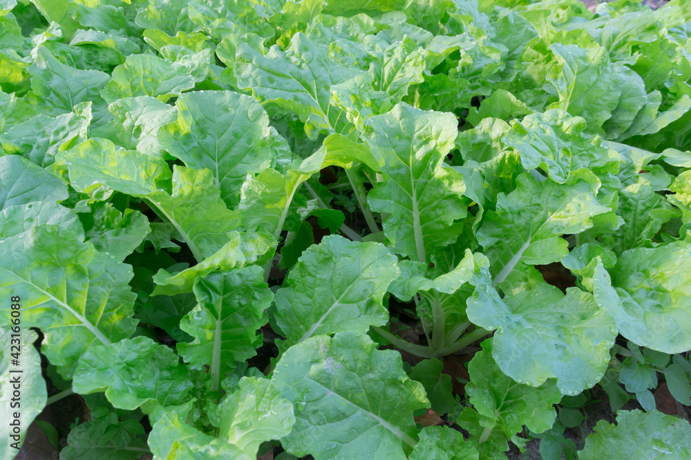 Green lettuce growing up in the garden. vegetable organic farm Green lettuce growing up in the garden. vegetable organic farm