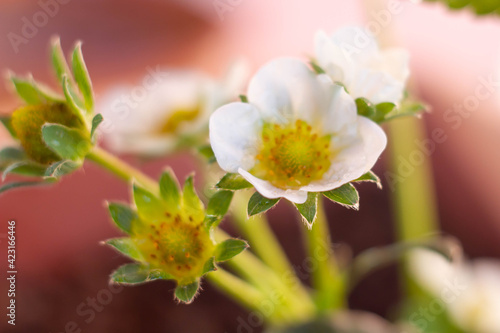 White color petals of strawberries plants   springtime with blur background   Flowering plant   agriculture  Organic garden in Italy.