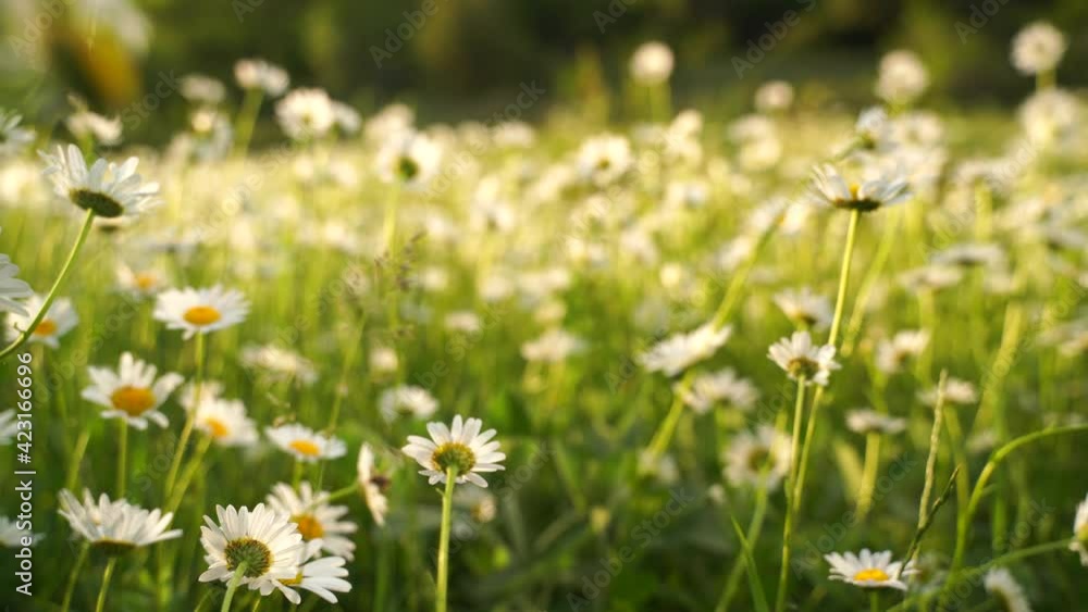 Flowers Daisies in the Field A large field of flowers of chamomiles in a summer sunny day Flowers Daisies in the Field A large field of flowers of chamomiles in a summer sunny day
