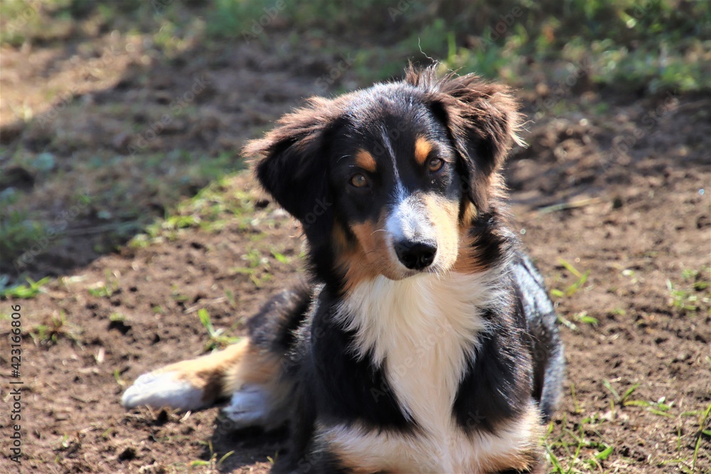 Fototapeta premium berger australien