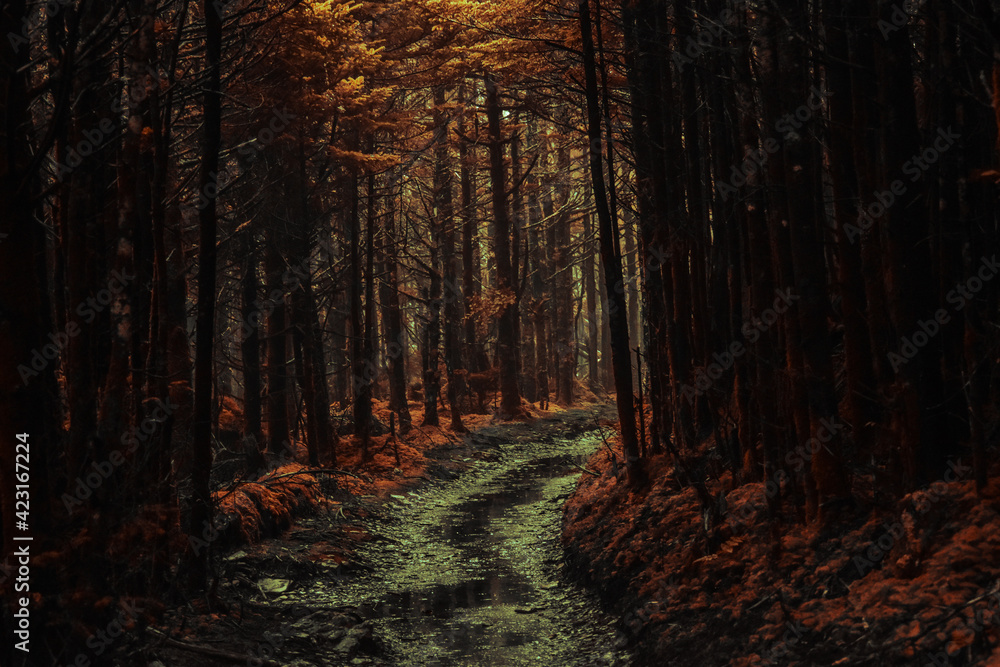 Naklejka premium autumn in the forest