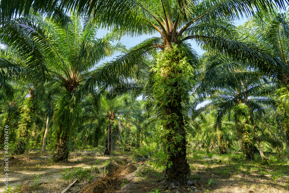 Obraz premium Oil palm plantation in Thailand, Elaeis guineensis