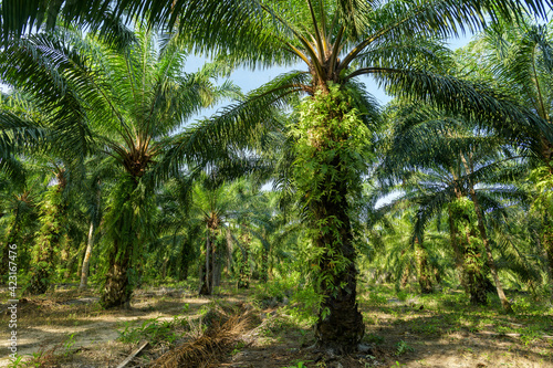 Oil palm plantation in Thailand  Elaeis guineensis