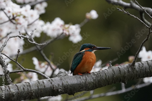 common kingfisher and cherry blossom © Matthewadobe
