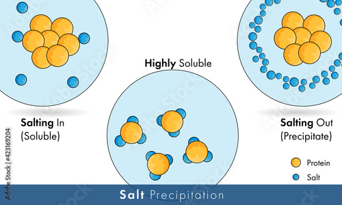 Salting in and salting out of protein precipitation.