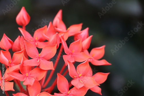 Beautiful red flowers on garden