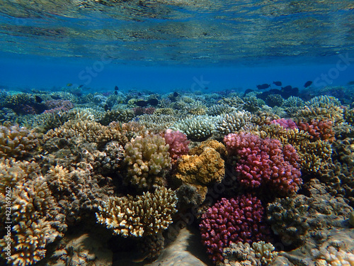 coral reef in Egypt, Makadi Bay