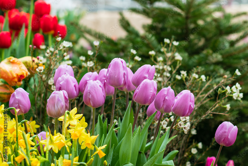 Multicolored tulip flowers blooming in the greenhouse in early spring