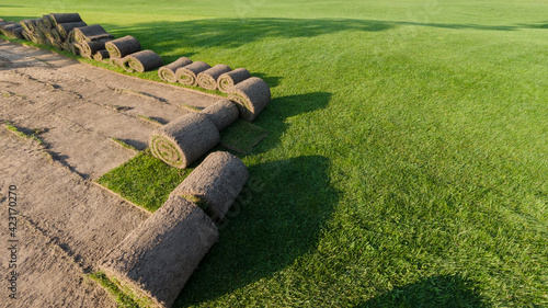 Rolls of lawn grass on a golf course in a park on a sunny day, against a background of pine trees. Wide frame