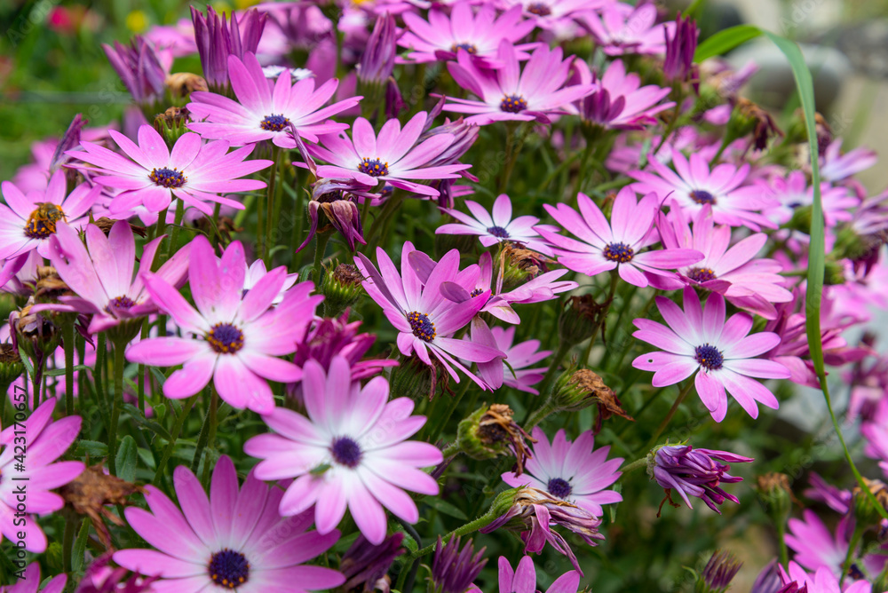 Park national Cinque Terre purple flowers Park national Cinque Terre purple flowers