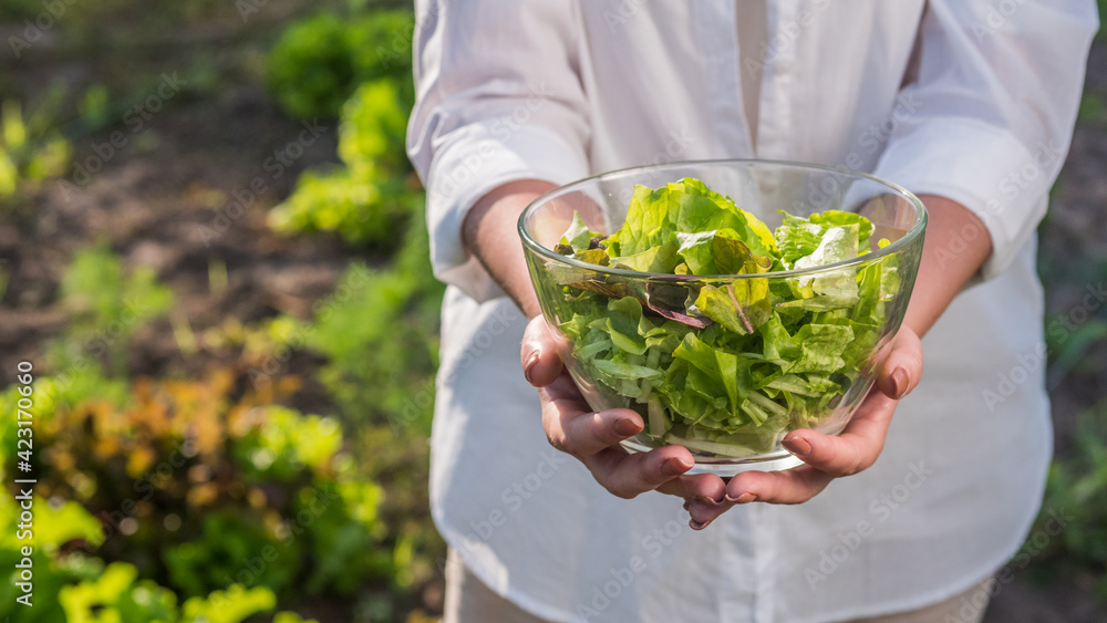 A fan of healthy food holds a bowl of green salad, stands on the bed where it grows