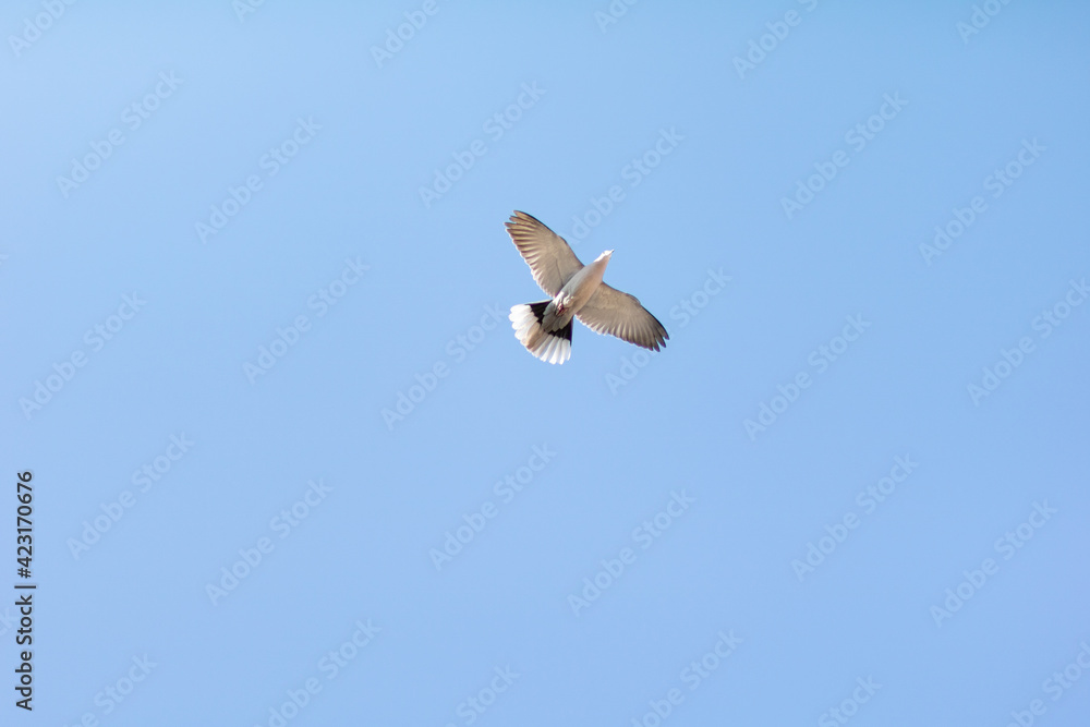 Fototapeta premium Vogel