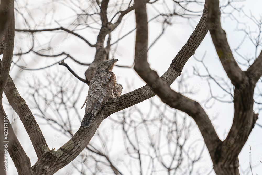 Great Potoo (Nyctibius grandis)