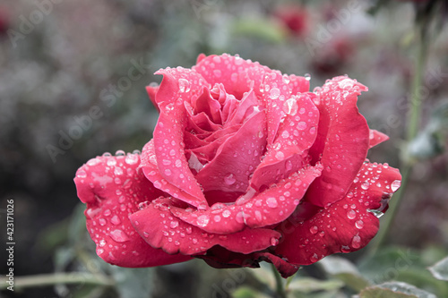Scarlet rose covered with dew drops close-up 