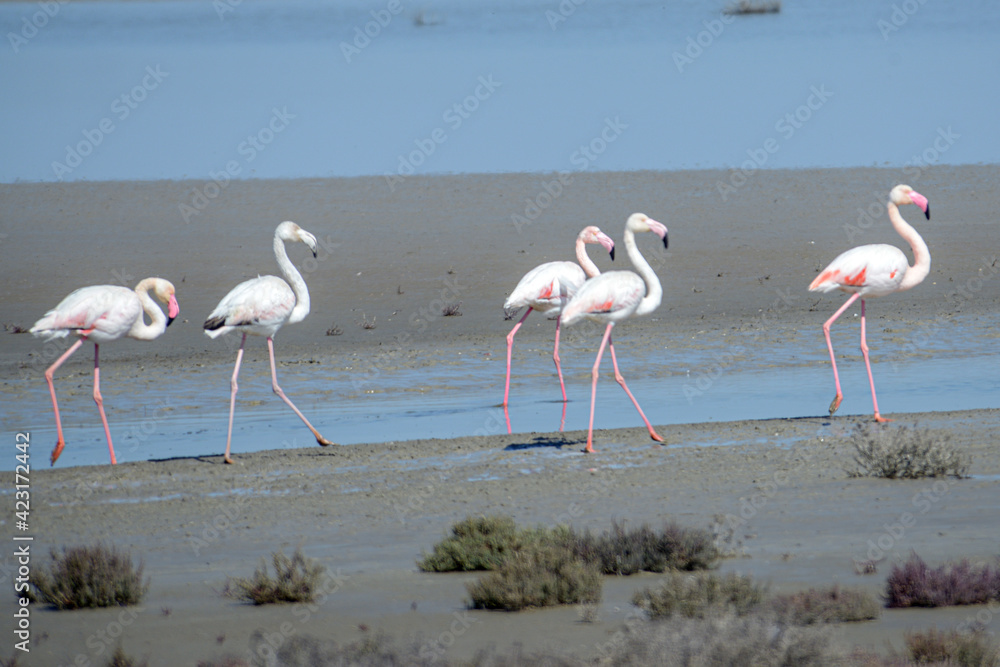Flamingo Camargue