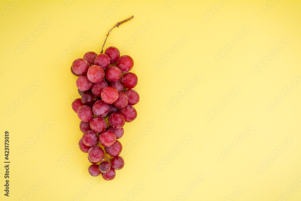 Branch of large ripe red grapes on a yellow background