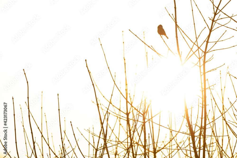 Obraz premium A silhouette of a blue tit(Cyanistes caeruleus) perched in a tree with the sun behind the bird.