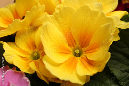 Beautiful primula (primrose) plant with yellow flowers, closeup. Spring blossom © New Africa