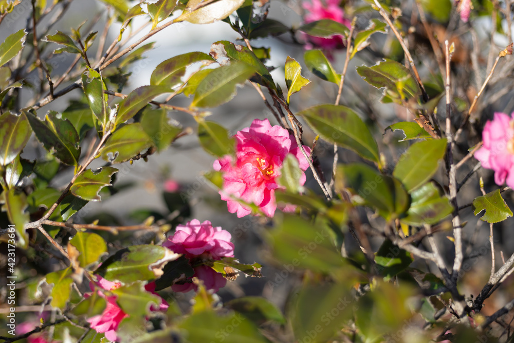 Obraz premium ピンクの花