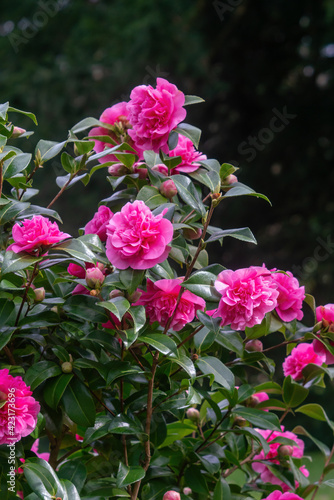 Camellia Williamsii 'Debbie' bushy evergreen shrub hardy plant