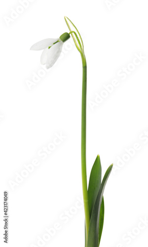 Beautiful snowdrop isolated on white. Spring flower