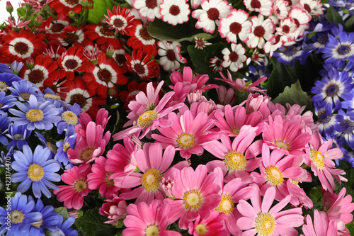 Beautiful cineraria flowers as background, closeup view photo