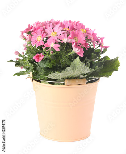 Beautiful pink cineraria plant in flower pot isolated on white