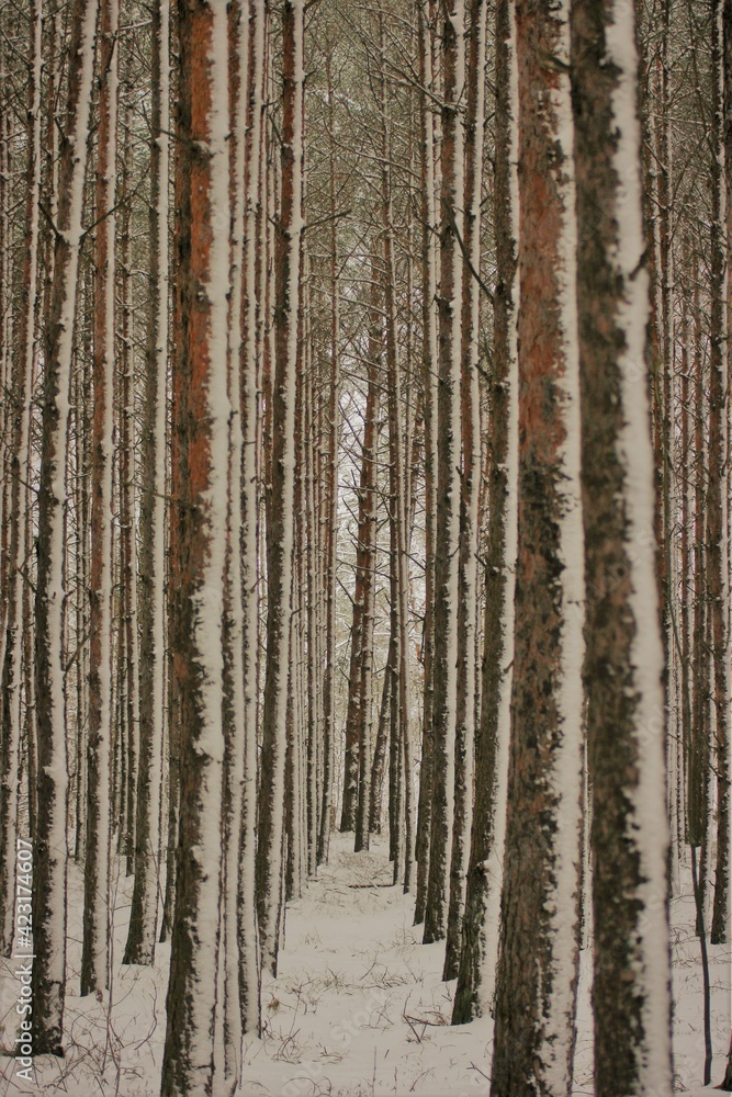 forest in winter