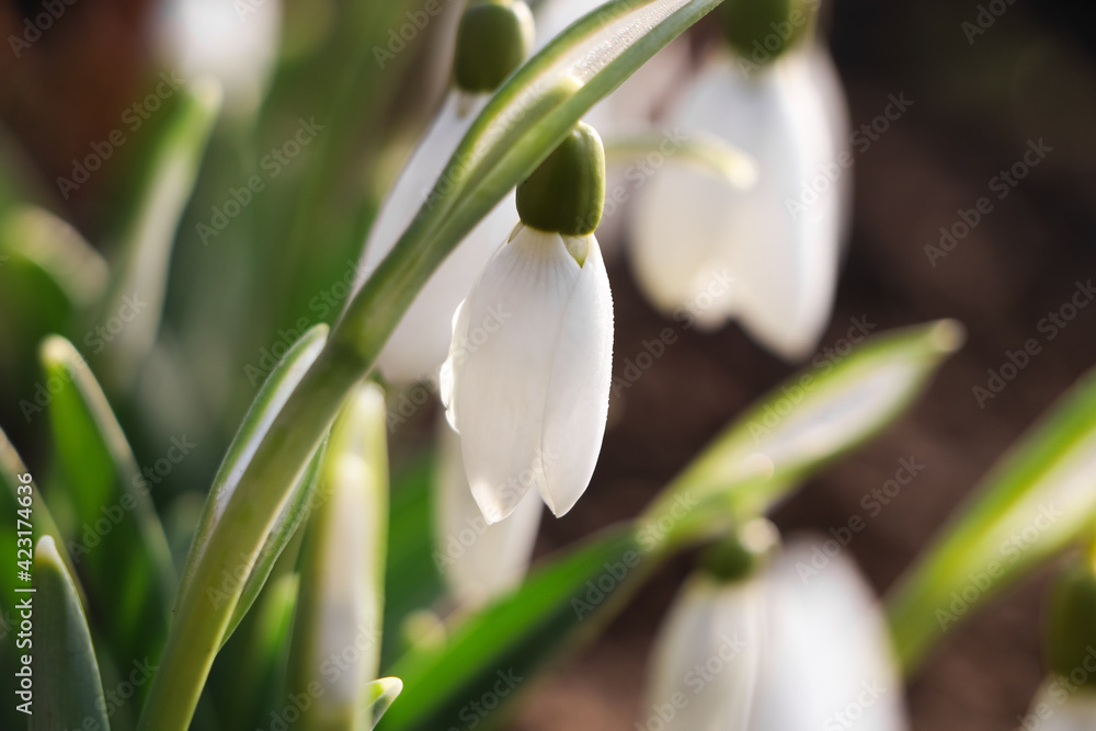 Beautiful snowdrops growing outdoors, closeup. Early spring flower Beautiful snowdrops growing outdoors, closeup. Early spring flower
