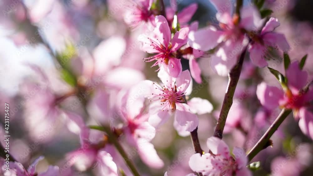 Beautiful pink spring blossom of japanese sakura trees growing in park outdoors. Abstract natural video background Beautiful pink spring blossom of japanese sakura trees growing in park outdoors. Abstract natural video background