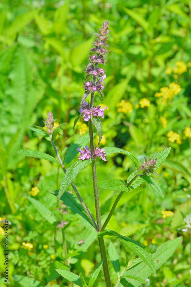 Blooming herb woundwort (Stachys aspera) Blooming herb woundwort (Stachys aspera)