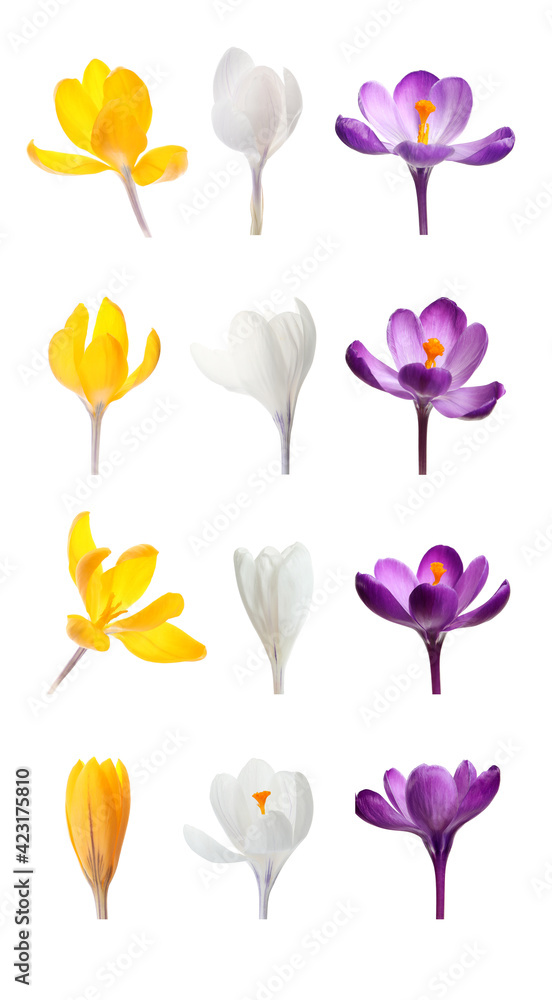 Set with beautiful spring crocus flowers on white background. Vertical banner design
