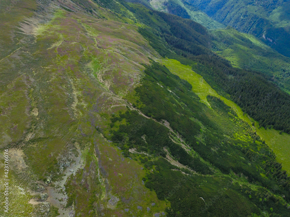 Aerial drone view above Ursu peak during spring season. The mountainsides are pink due to the mountain peony flowers which bloom in early june. Carpathians, Romania.