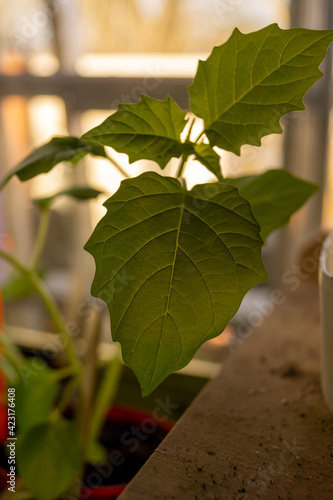 close up of a leaf