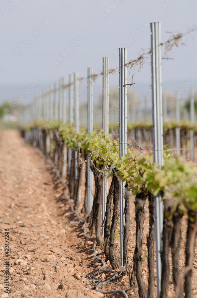 Fototapeta premium Vinedos en espaldera en la zona de La Mancha. España