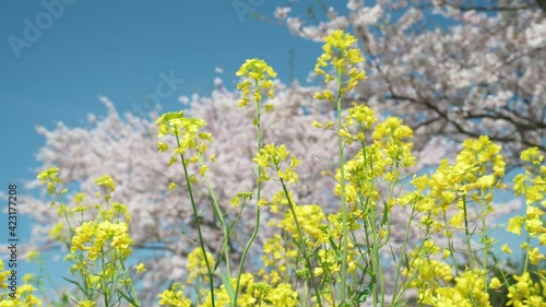 Cherry blossoms blooming in spring	