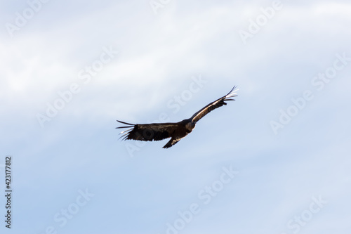 Griffon vulture flying in the Monfrag  e natural park.