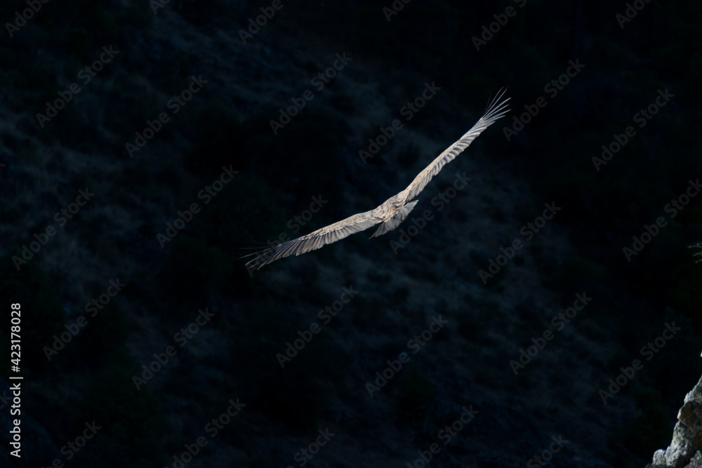 Naklejka Griffon vulture flying in the Monfragüe natural park.