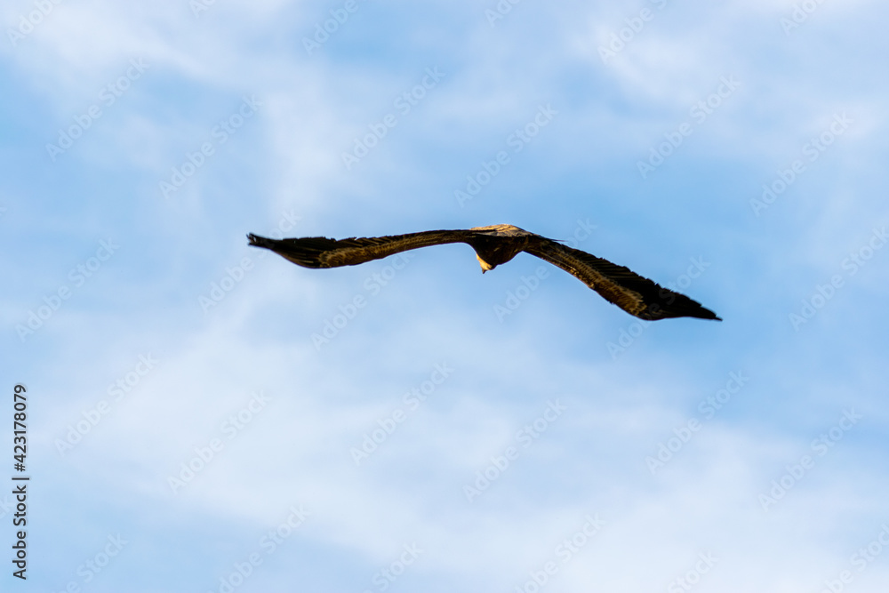 Griffon vulture flying in the Monfragüe natural park. Griffon vulture flying in the Monfragüe natural park.