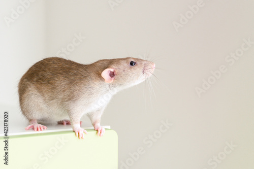 cute pet fluffy rat with brown beige fur on a white background