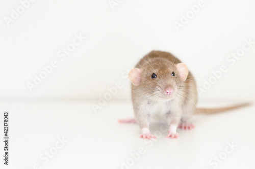 cute pet fluffy rat with brown beige fur on a white background © Ksenia