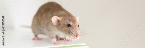 cute pet fluffy rat with brown beige fur on a white background. banner