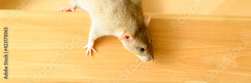 cute pet fluffy rat with brown beige fur on a board on a wooden background. banner