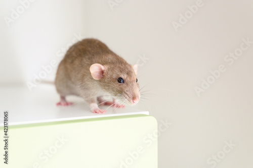cute pet fluffy rat with brown beige fur on a white background