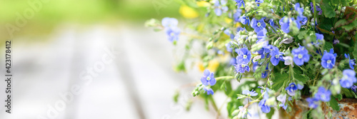 a bouquet of wildflowers of blue daisies and yellow flowers in full bloom in a rusty rustic jar against a background of wooden planks in nature. cottagecore scene. space for text. banner
