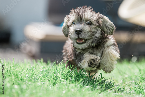 Slika na platnu Dandie Dinmont Puppy
