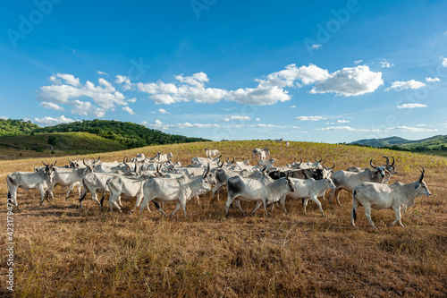 Livestock. Cattle in the field in Alagoinha  Paraiba State  Brazil on April 23  2012.