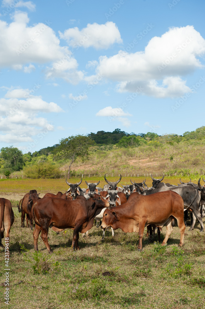 Livestock. Cattle in the field in Alagoinha, Paraiba State, Brazil on April 23, 2012. Livestock. Cattle in the field in Alagoinha, Paraiba State, Brazil on April 23, 2012.